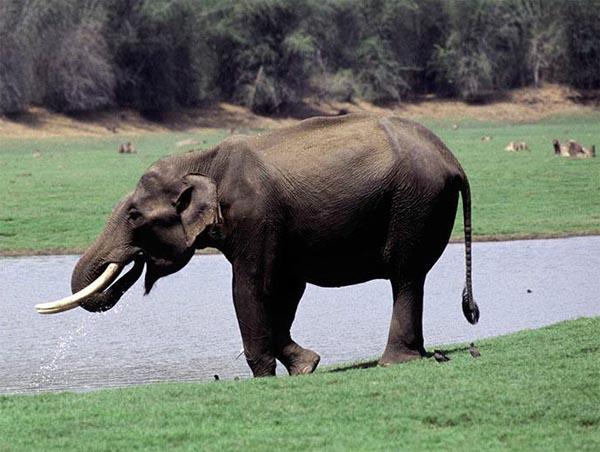 中国工程师在印度遭野象攻击 内伤严重不幸身亡
