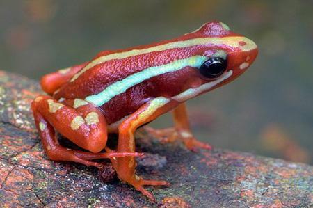 北京口岸查获活体箭毒蛙 系世界最毒物种之一(图)