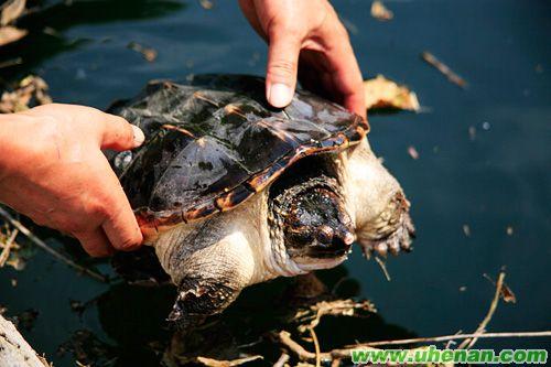 英媒:中国每年放生2亿只动物 成和尚摇钱树(图)