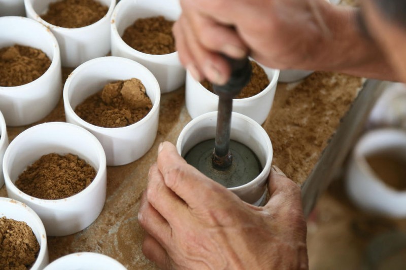 山东泰安:村民捉蟋蟀致富 月收入一万五以上(图) - 大陆资讯 - 倍可亲