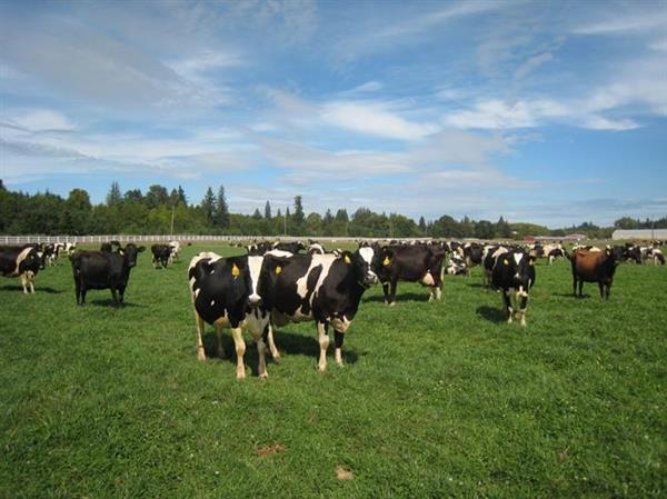 网友自曝:在加拿大当农民的神仙生活