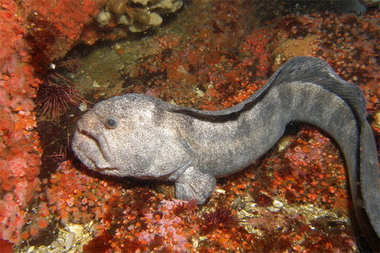 日本海域捕获“大海怪” 长相怪异丑哭网友(组图)