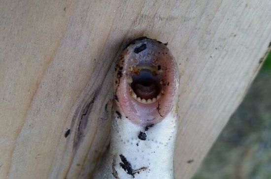 绝迹200年僵尸鱼现身英国河道 人家比恐龙还老