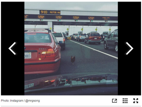 组图:三人为争一只鸡 造成湾区交通大堵塞...