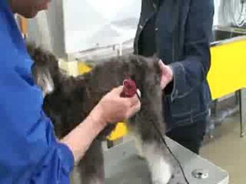 愛犬美容協會日本見學