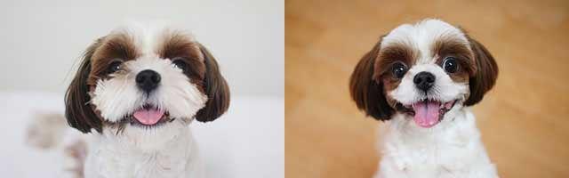 韩国兴起宠物整容手术:可割双眼皮除妊娠纹(图)