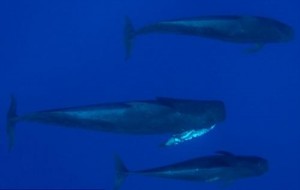 鲸鱼口衔夭折幼崽为其哀悼 画面令人心碎(组图)