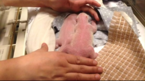 多伦多动物园熊猫二顺诞下超可爱双胞胎