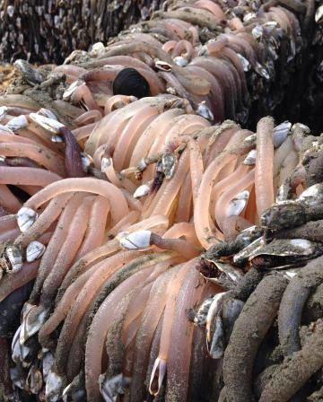 海边飘来一艘弃船 看完后被吓的头皮发麻(慎入)