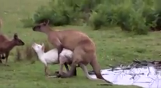 澳洲惊现白色袋鼠!不是实验室的小白鼠变异?(图)