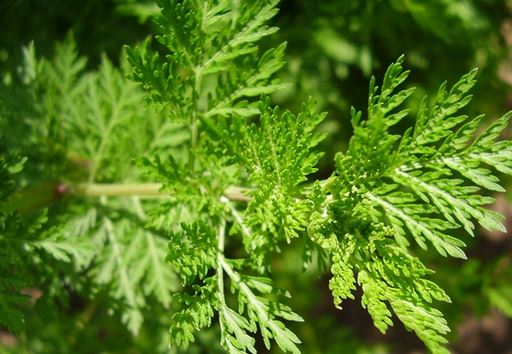 青蒿素重大新功效:不仅抗疟疾还能抗癌?