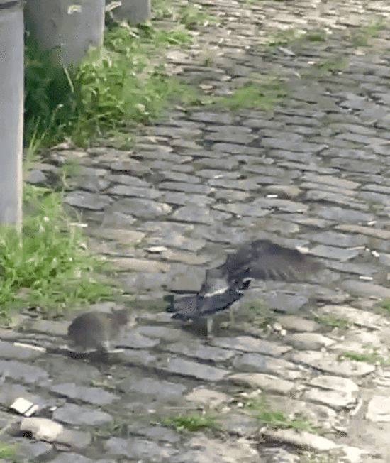 鸽子和老鼠街头惨烈决斗 网友:真是活久见(组图)