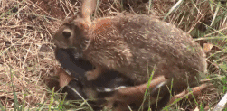 视频：罕见一幕!当兔妈妈发现自己孩子被蛇杀死后