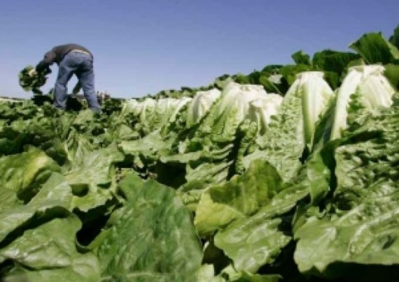 加拿大蔬果价格涨个不停 高价直逼牛肉