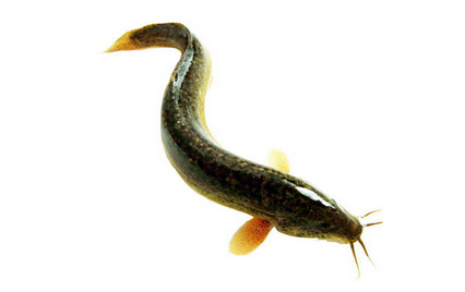 盘点中国古代八大恐怖蛊术,胆小者慎入(组图)