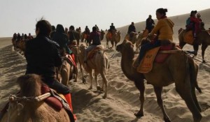 媒体: 敦煌骆驼日载客10小时 行走20年死后上餐桌