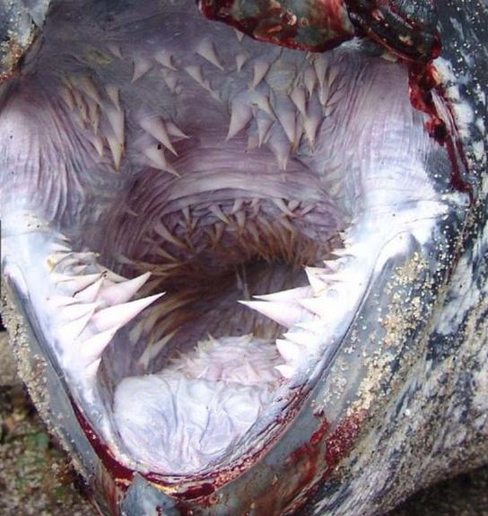 这只龟看上去好可爱 但张开嘴的瞬间...(慎入)