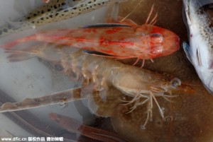 青岛渔民捕获4两重大虾 卖50元一只(组图)