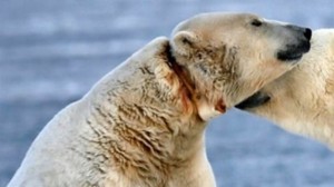 惨 无线电追踪仪项圈快把北极熊勒死了