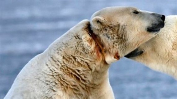 惨 无线电追踪仪项圈快把北极熊勒死了