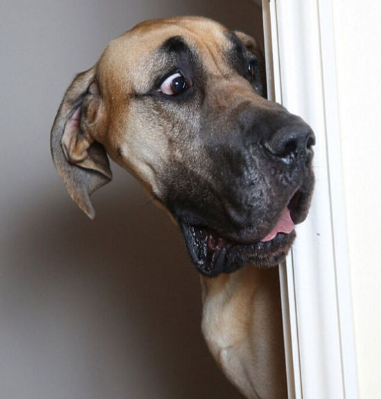 呆萌巨犬火了!半人高的它啥都怕 只要抱抱(图)