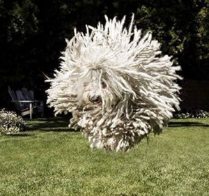 扎克伯格爱犬"野兽"走红 跳跃姿势令网友笑翻(图)