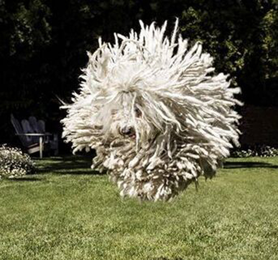 扎克伯格爱犬"野兽"走红 跳跃姿势令网友笑翻(图)