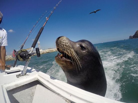 厚脸皮海狮"跟踪"渔船,吃到鱼儿眯眼笑了(组图)