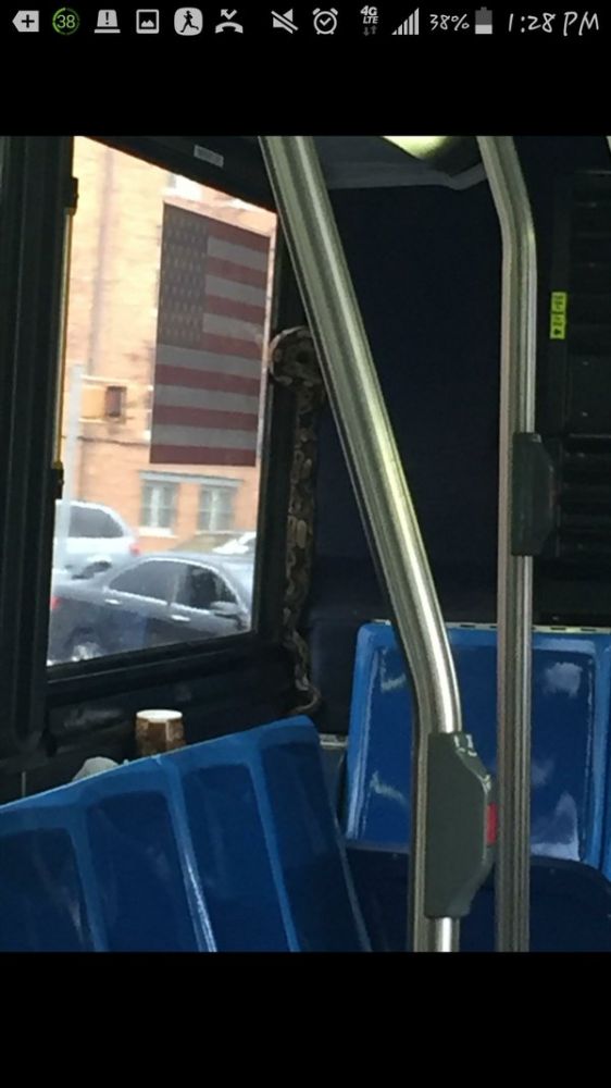 公交惊现大蟒 乘客淡定:这里是纽约 有啥好惊讶