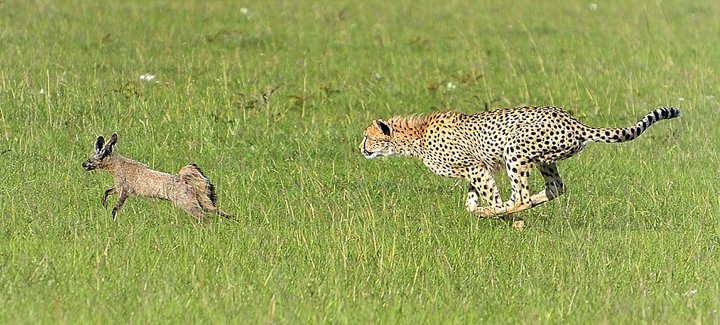肯尼亚豹子捕杀猎物 反被猎物倒追(高清组图)