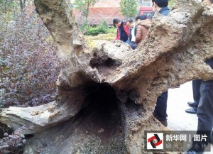 江西鄱阳湖挖出巨型乌木 长7.2米重6吨(组图)