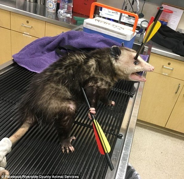 可怜!负鼠被箭射穿头部和身体 疼得眼中含泪(图)