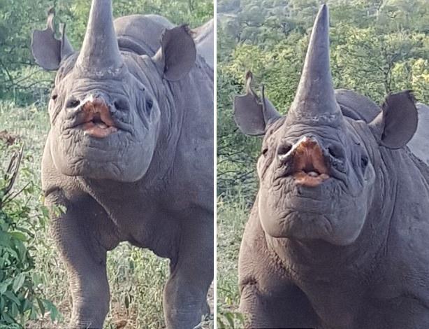 南非一犀牛噘嘴献吻瞬间被抓拍 蠢萌蠢萌的!(图)