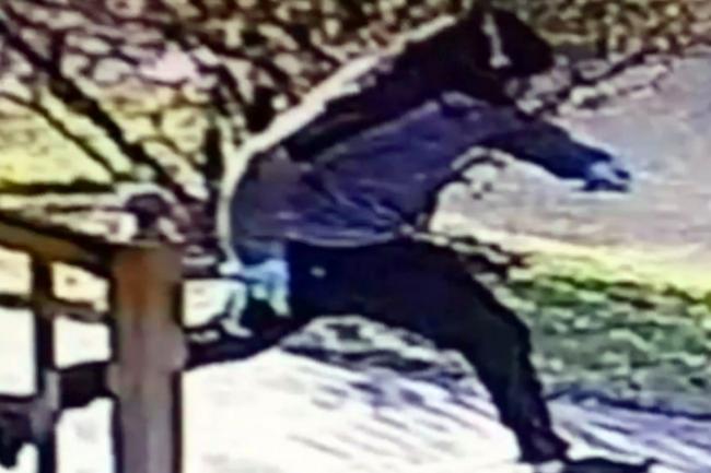 中国小留纽约街头遭割喉 嫌犯道歉:刺错人(图)