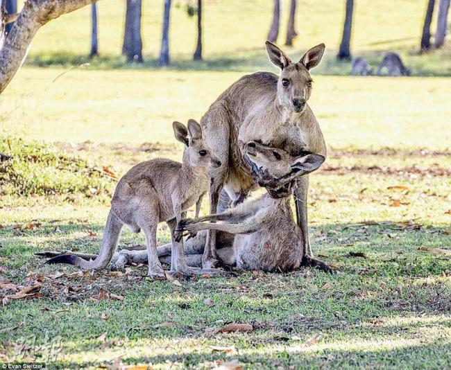 袋鼠抱垂死伴侣照疯传 专家:杀妻现场(图)