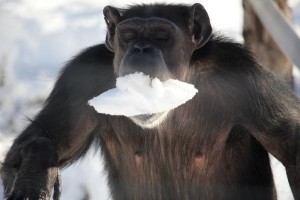 应景！美国欢乐老奶奶的"15条暴风雪天生存法则"