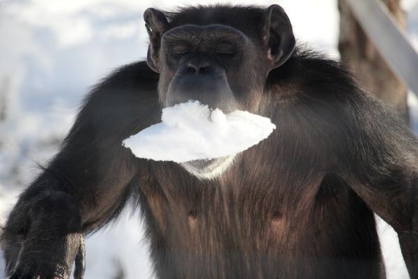 应景!美国欢乐老奶奶的"15条暴风雪天生存法则"
