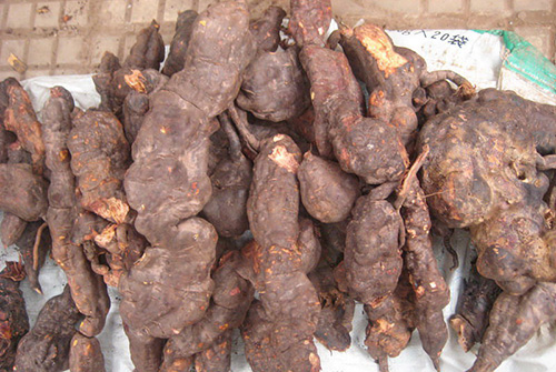 警惕这个偏方:何首乌治脱发,肝衰竭死亡(图)