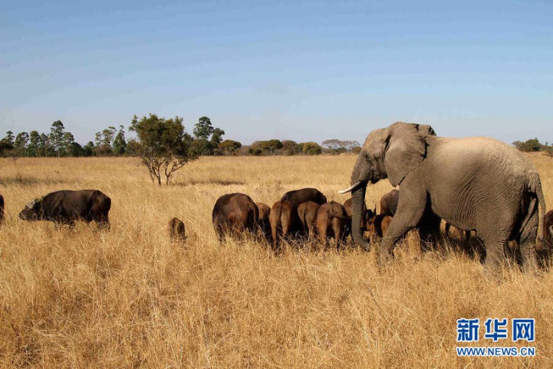 津巴布韦要向中国卖大象:我们没钱养(图)