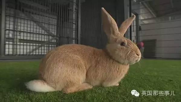 英国巨兔求主人:体长1米3 一年吃千根萝卜