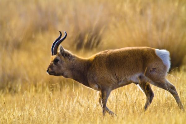 青海湖7只普氏原羚死于围栏:跳不过被刺丝挂住