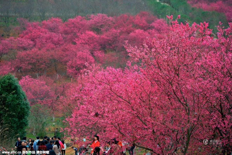 南方花开!广东韶关樱花绽放如粉红仙境(高清图)