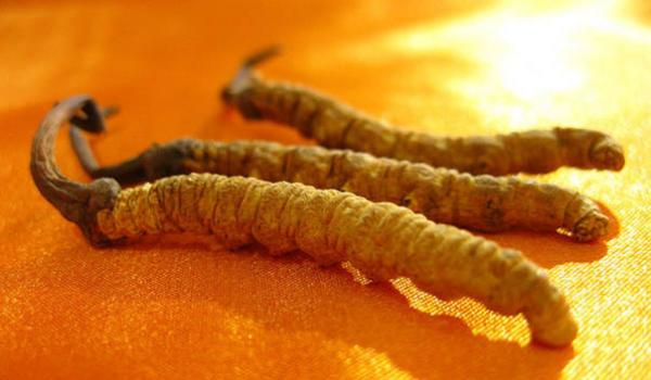 食品药品监管局:冬虫夏草毒性堪比砒霜(图)