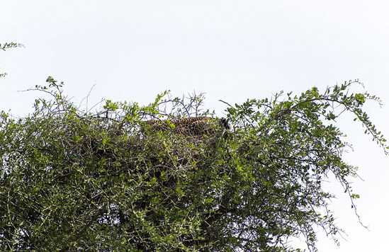 非洲摄影师拍摄照片中惊现非洲豹 你发现了吗?