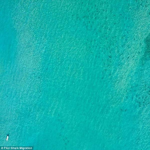 壮观!上万头鲨鱼齐聚美国佛罗里达海岸(组图)