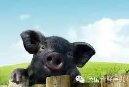 险些被吃绝的神兽 养一头感觉同时拥有了猪羊狗