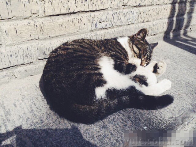 人不如猫!郭碧婷与喵星人合影 嘟嘴欲亲吻(图)