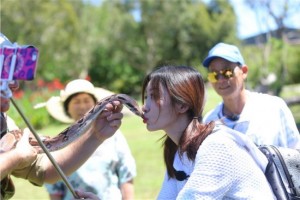 柳岩录节目亲吻大蟒蛇  现场尖叫不断(图)