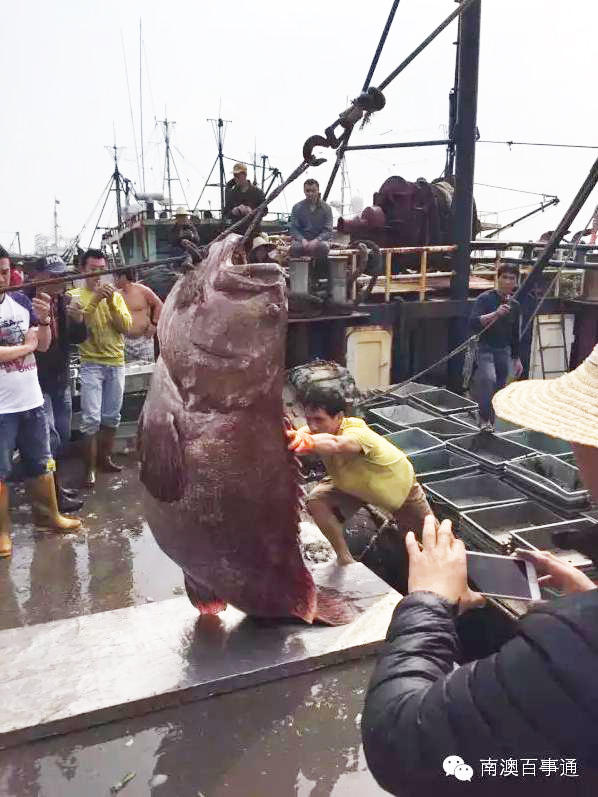 汕头渔民捕350斤巨型石斑鱼 需吊机才能吊起(图)
