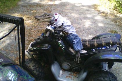 佛罗里达有只天才鳄鱼 懂手势,会上厕所(视频)